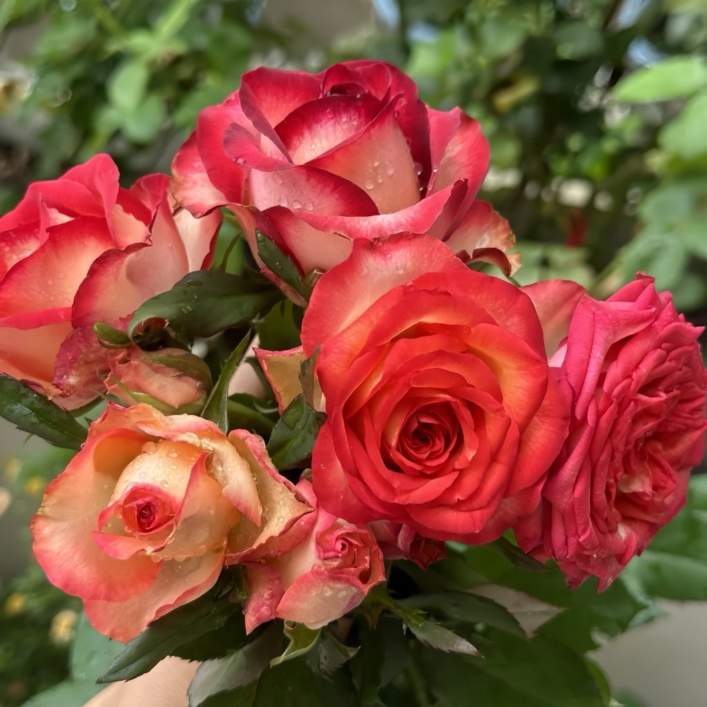 Tsar Rose