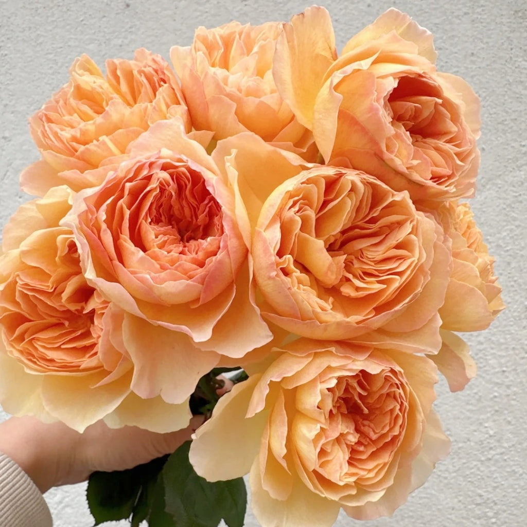Tsukitohana Rose