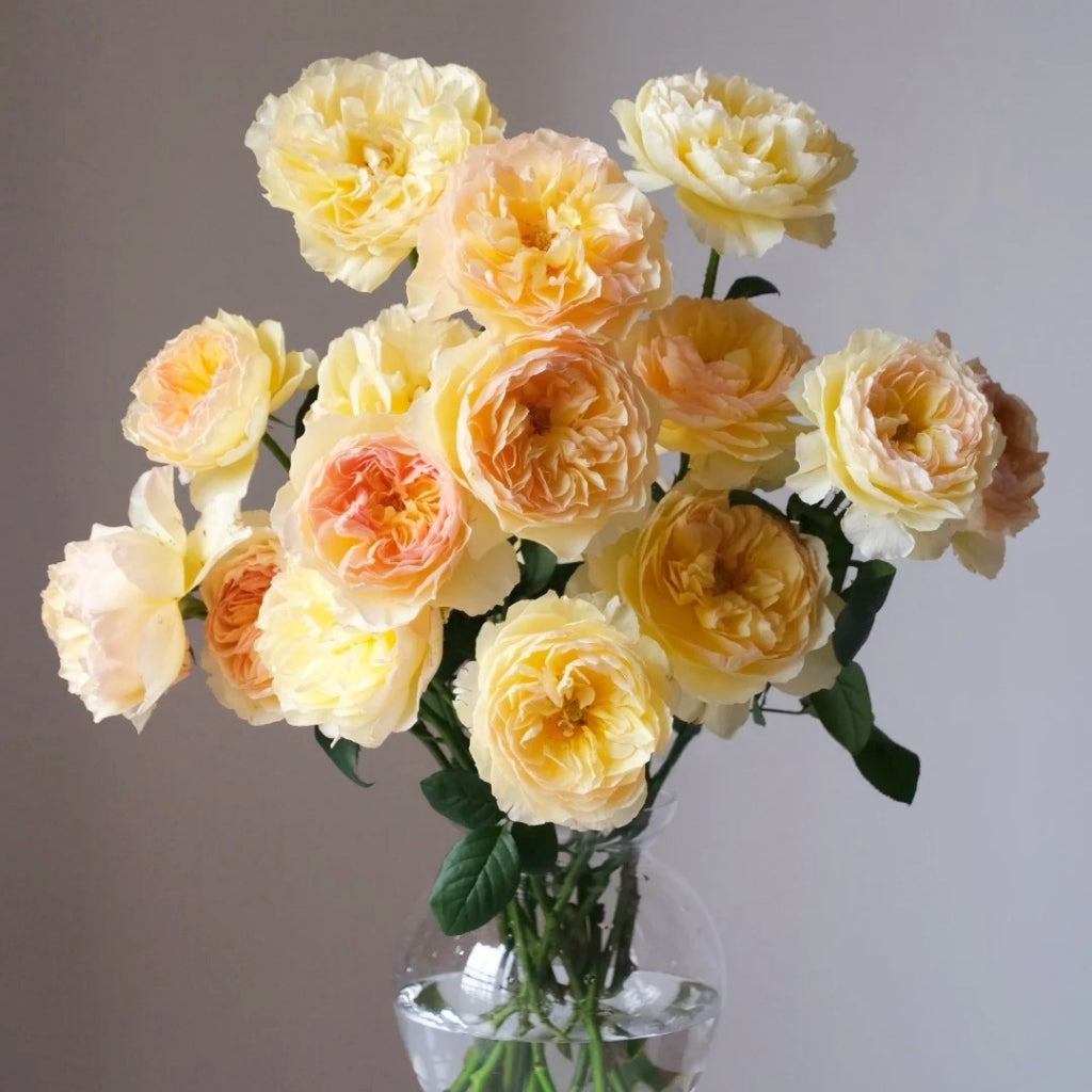 Tsukitohana Rose