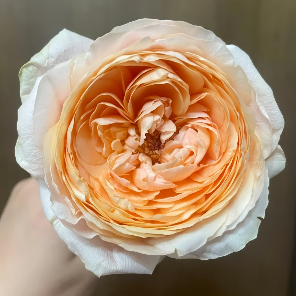 Tsumugi Ulala Rose
