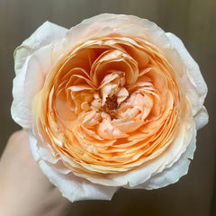 Tsumugi Ulala Rose