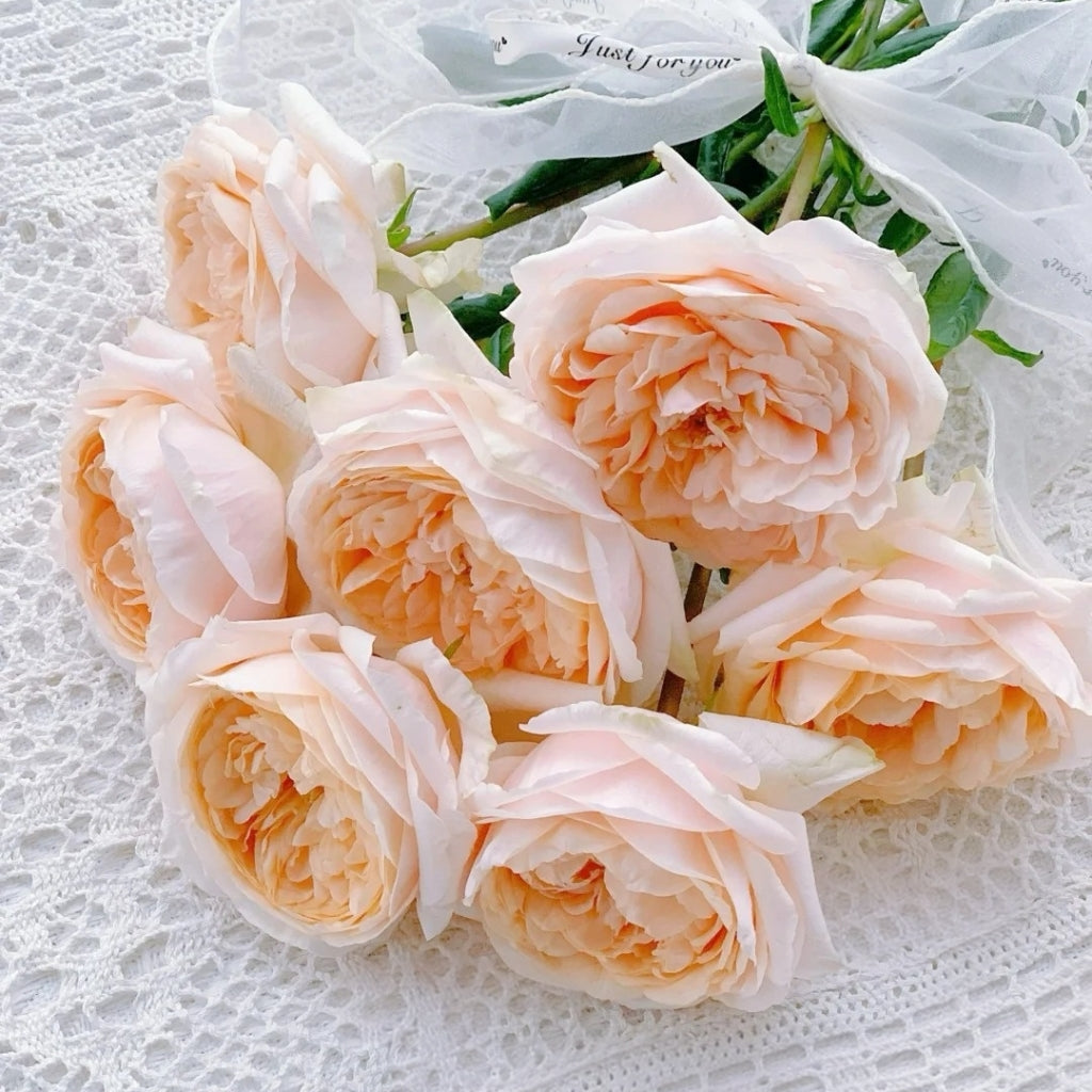 Tsumugi Ulala Rose