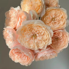 Tsumugi Ulala Rose