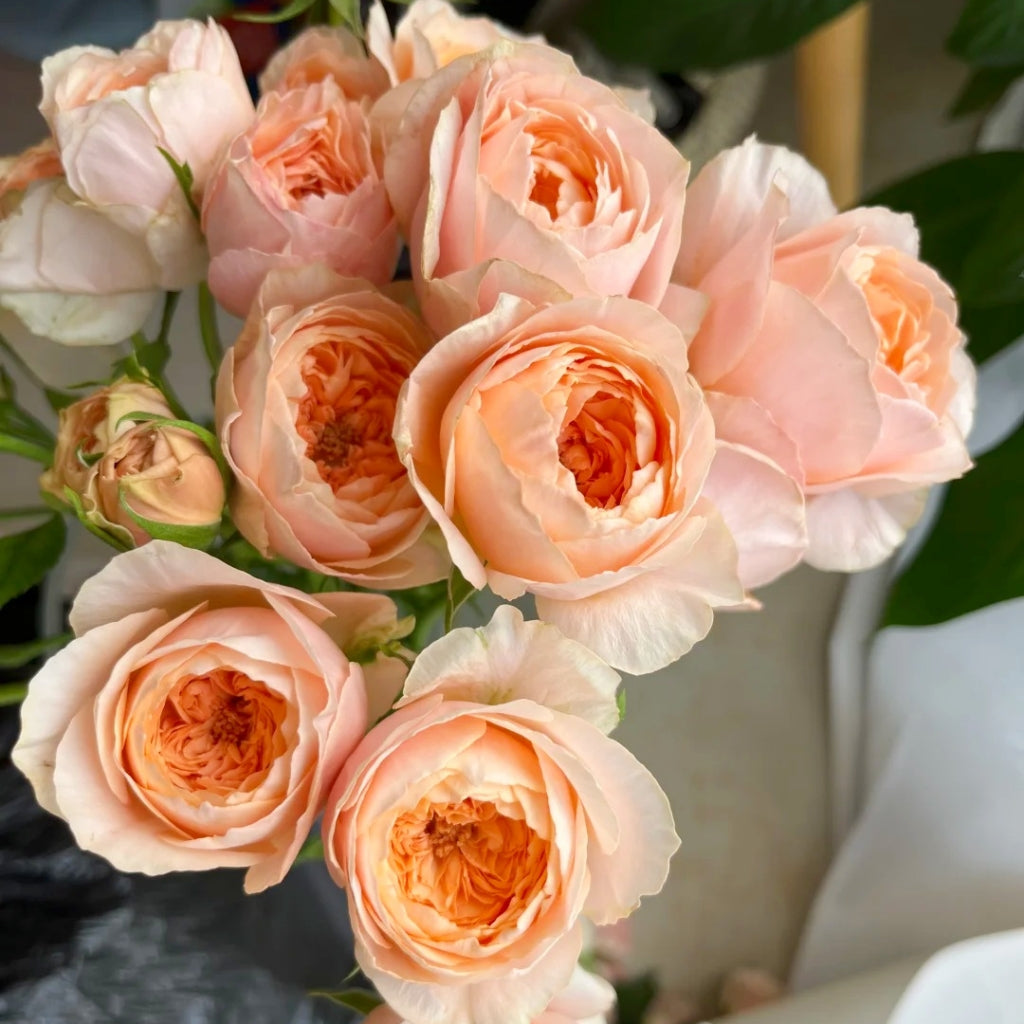 Tsumugi Ulala Rose