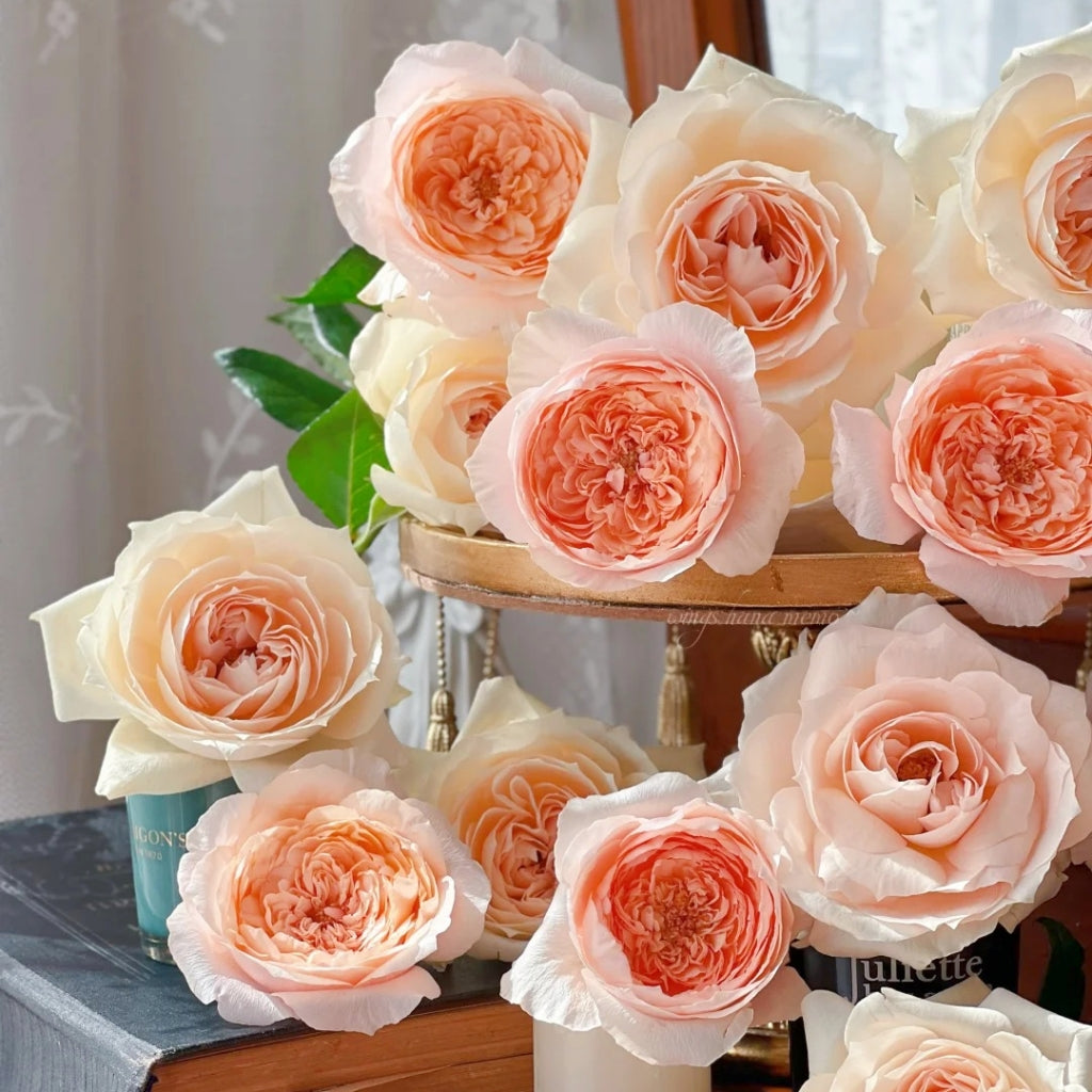 Tsumugi Ulala Rose