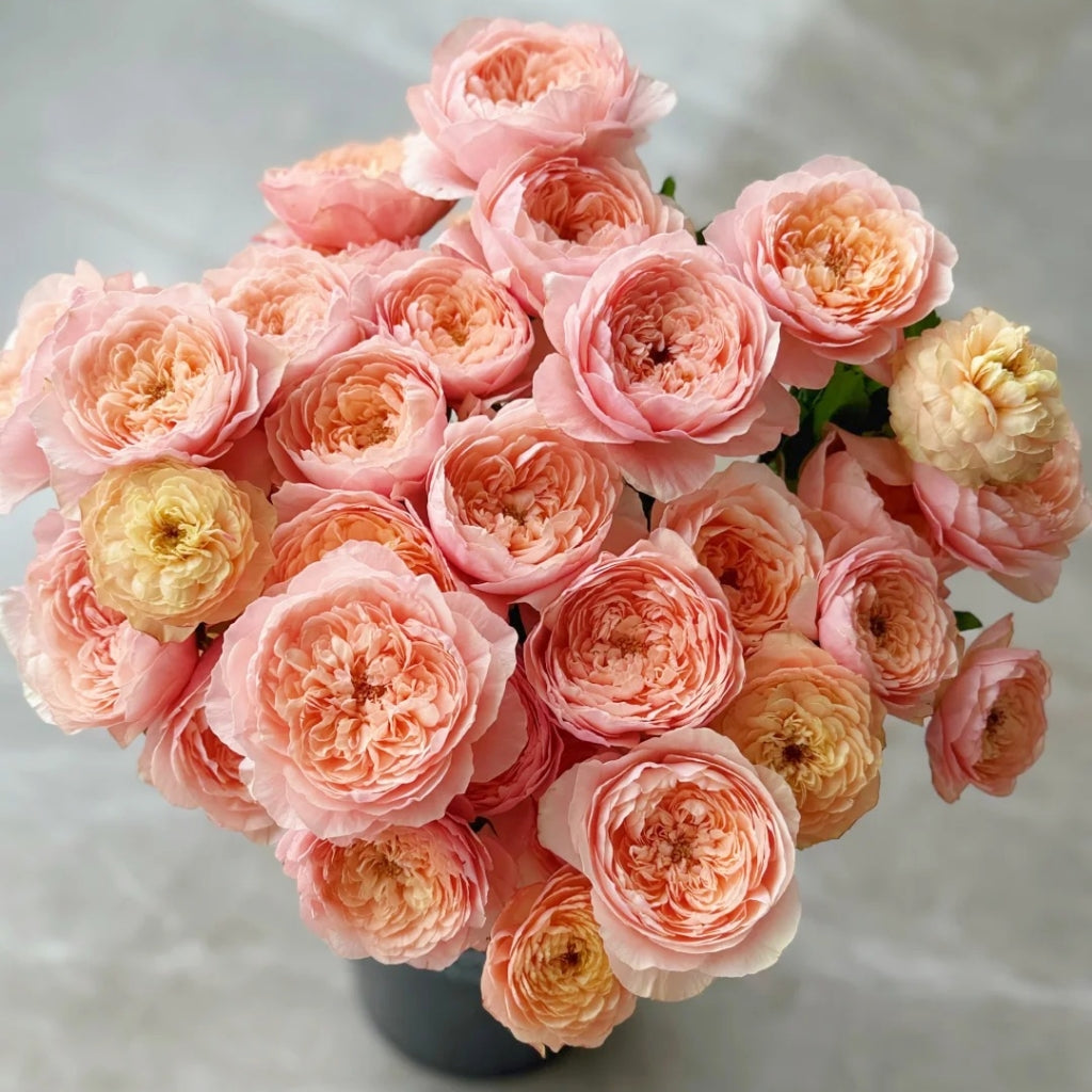 Tsumugi Ulala Rose