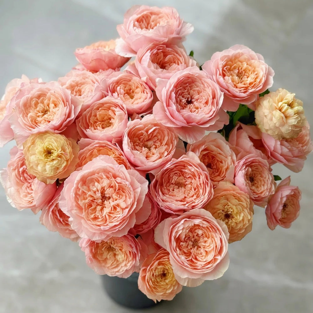 Tsumugi Ulala Rose