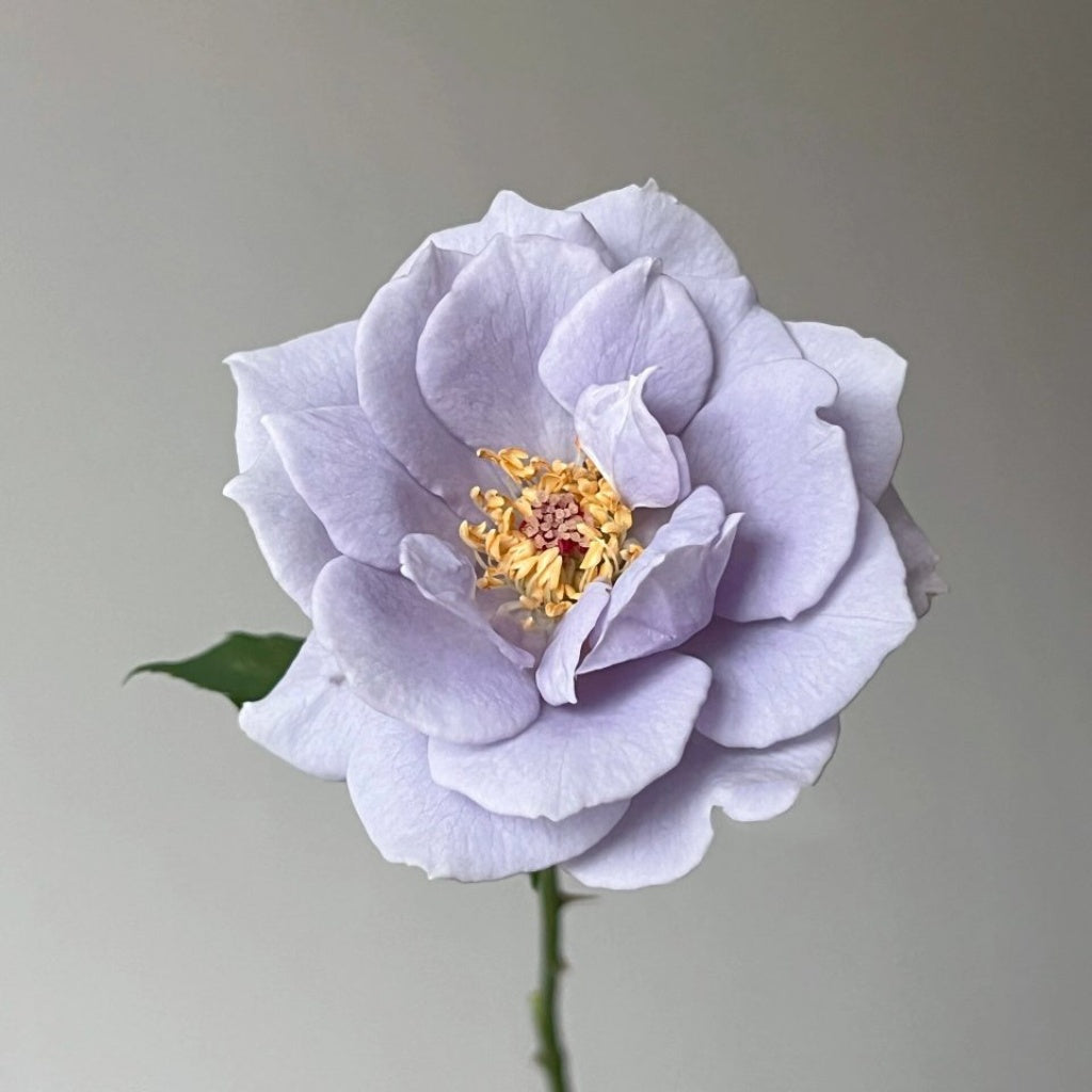 Turn Blue Rose