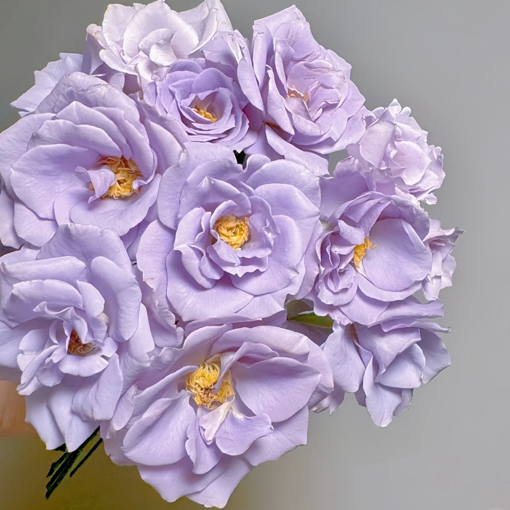 Turn Blue Rose