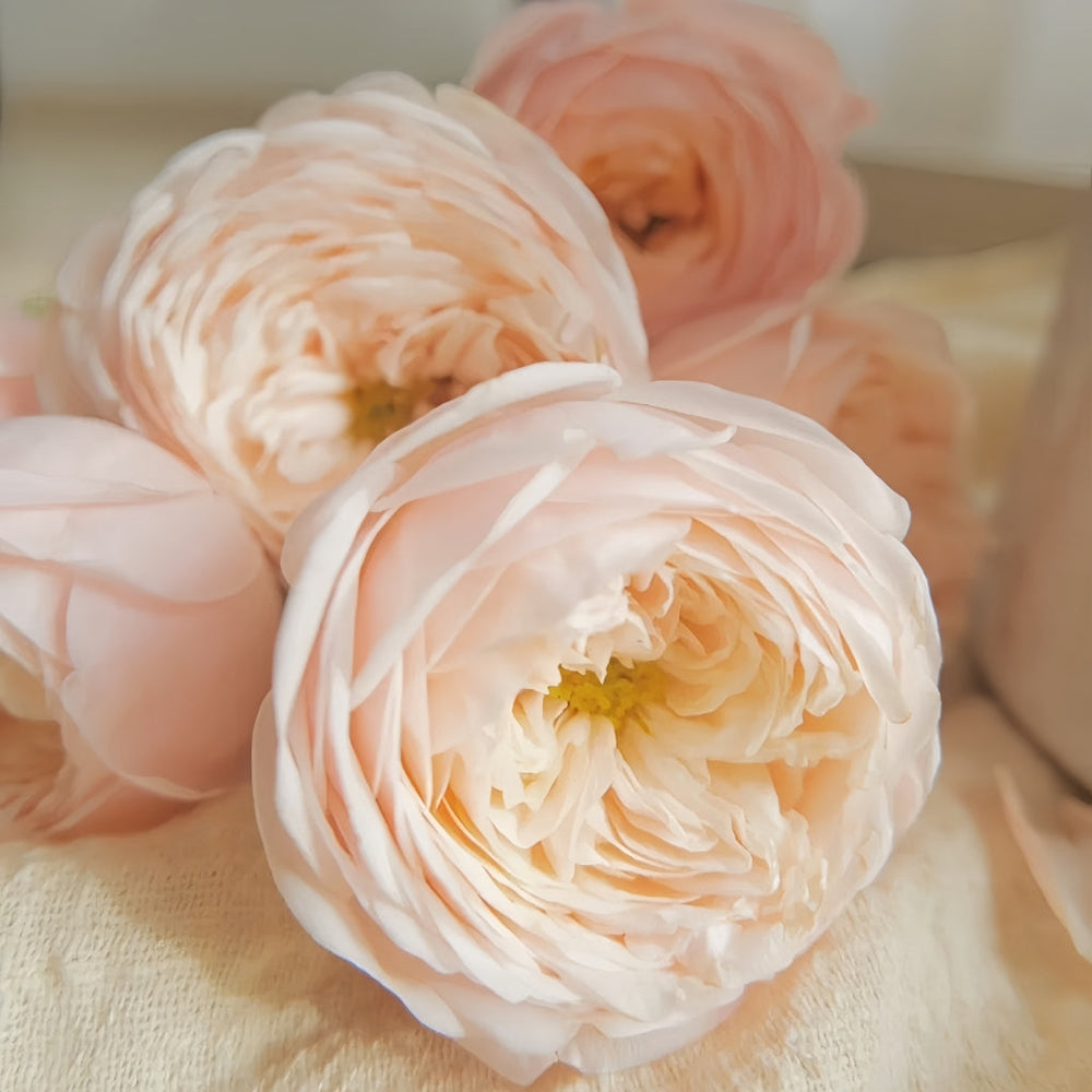 VIP New SPS Rose