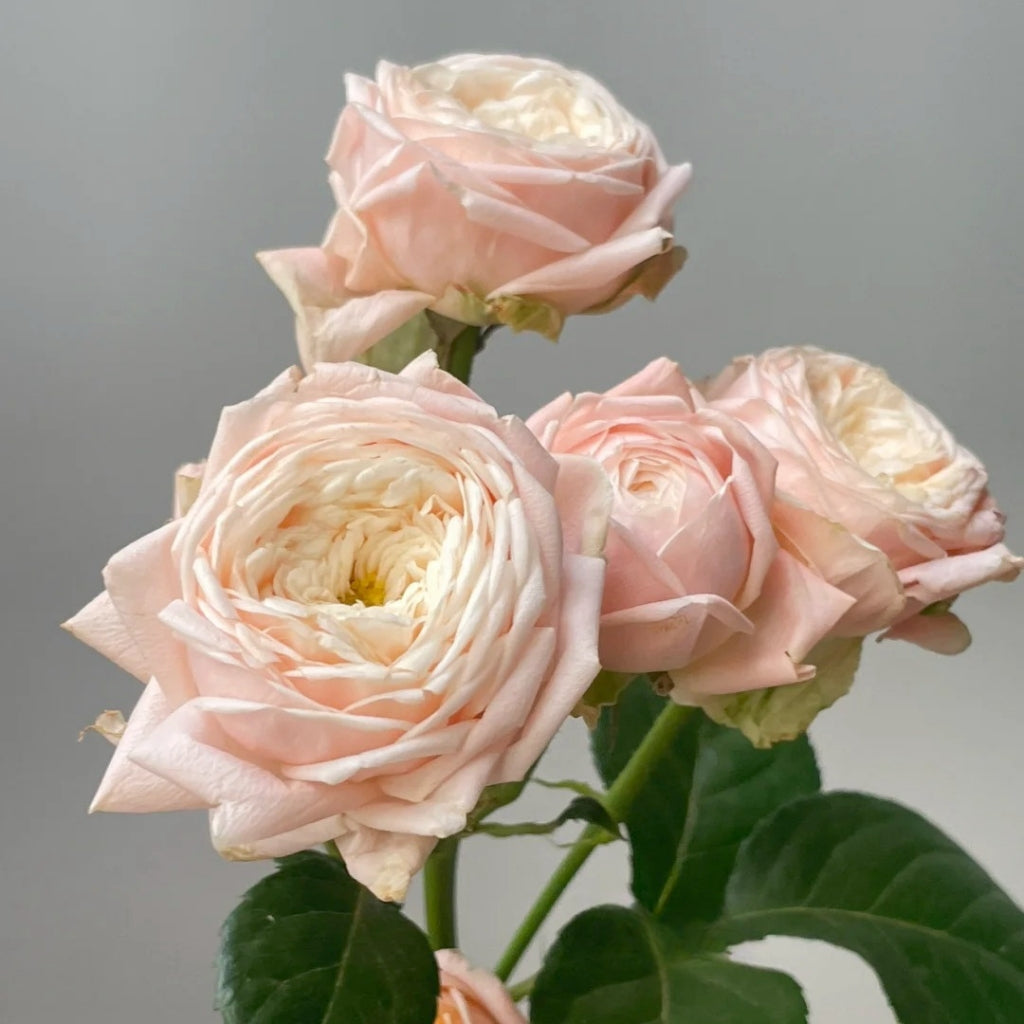 VIP New SPS Rose