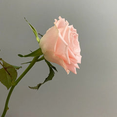 Valerie Rose