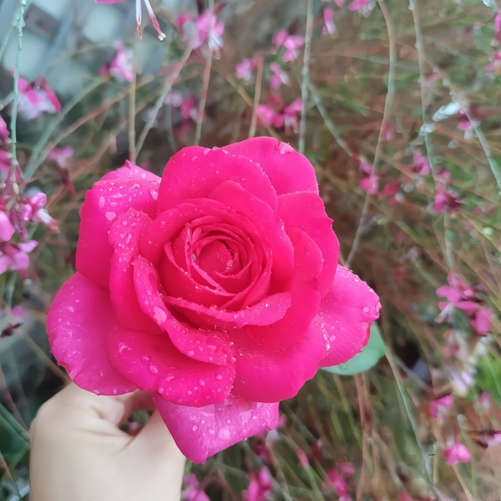 Velasquez Rose
