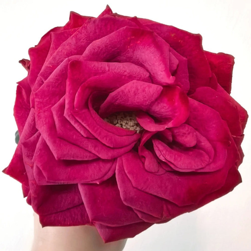 Venturoso Rose