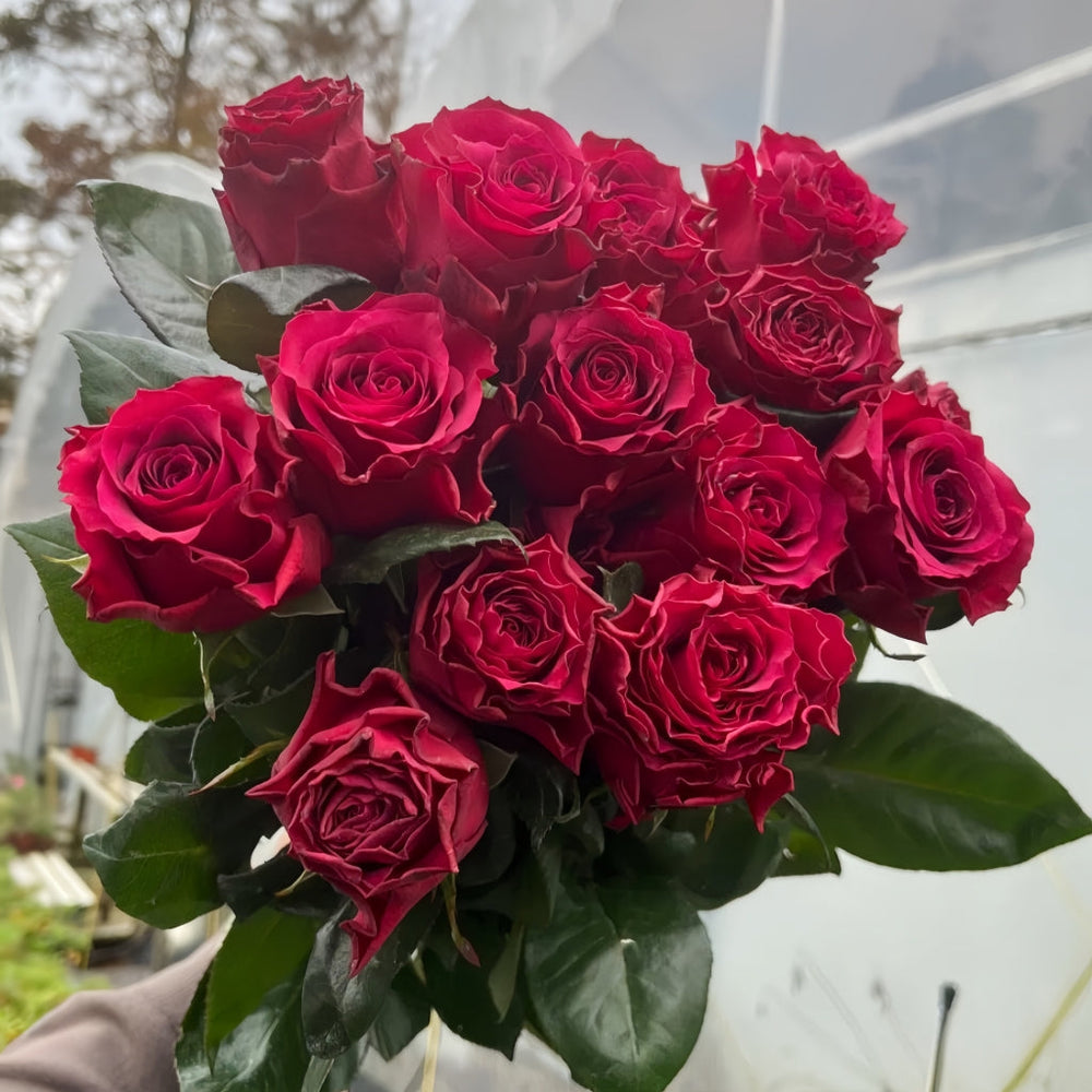 Venturoso Rose