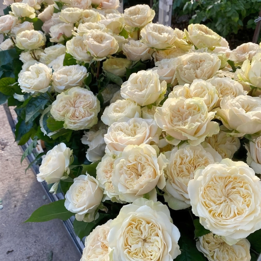 Victoria Wedding Rose