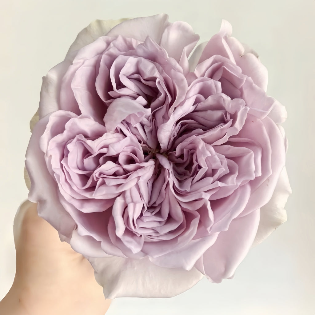 Villa Lila Rose