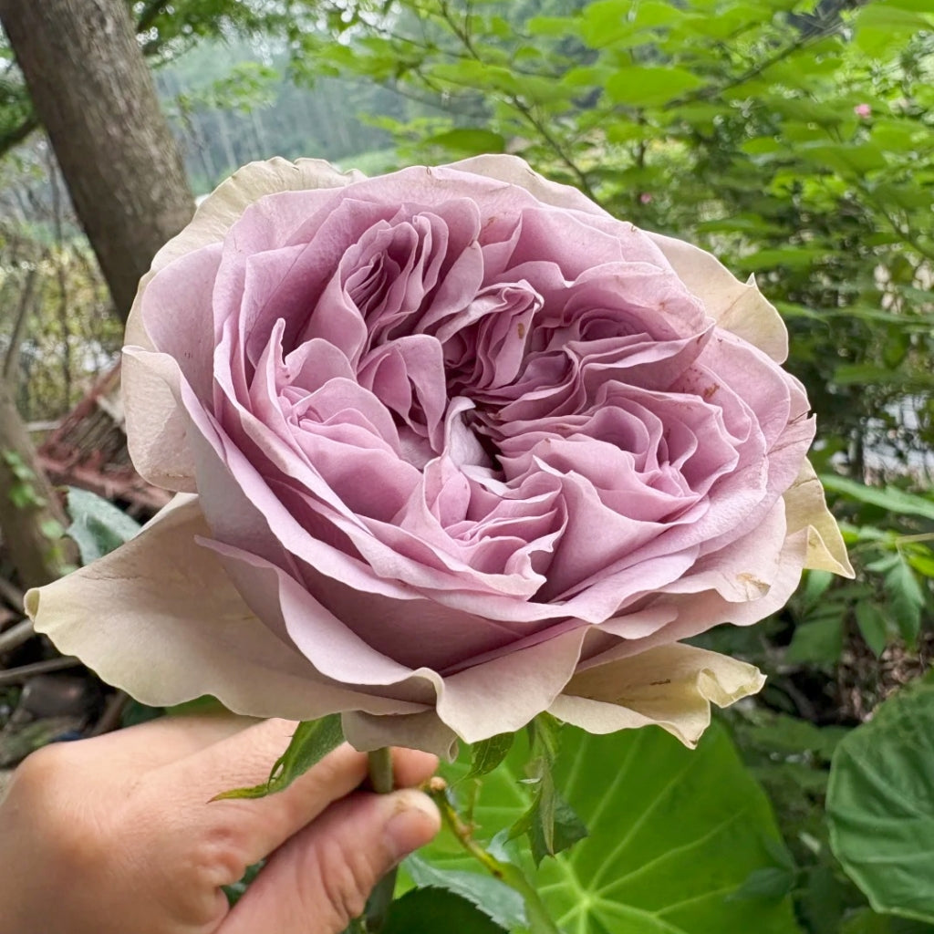 Villa Lila Rose