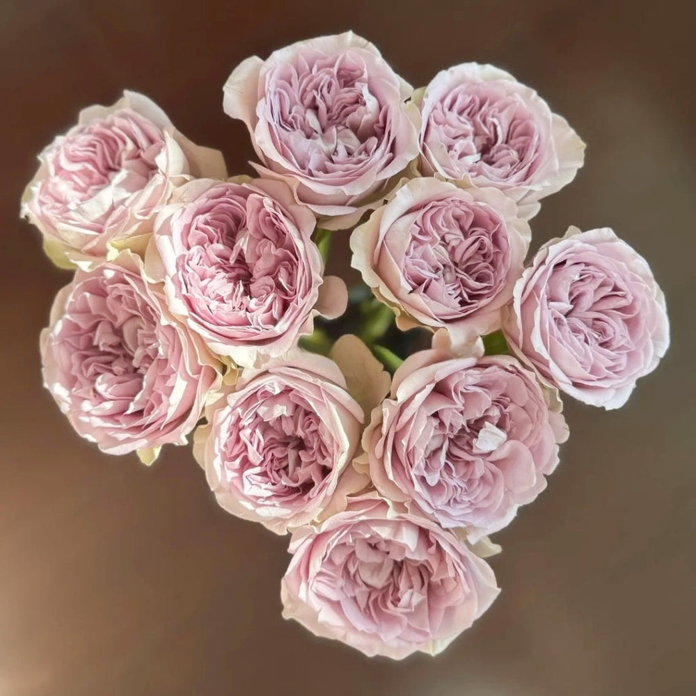 Villa Lila Rose