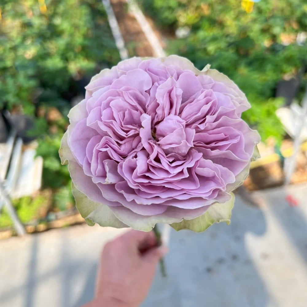 Villa Lila Rose