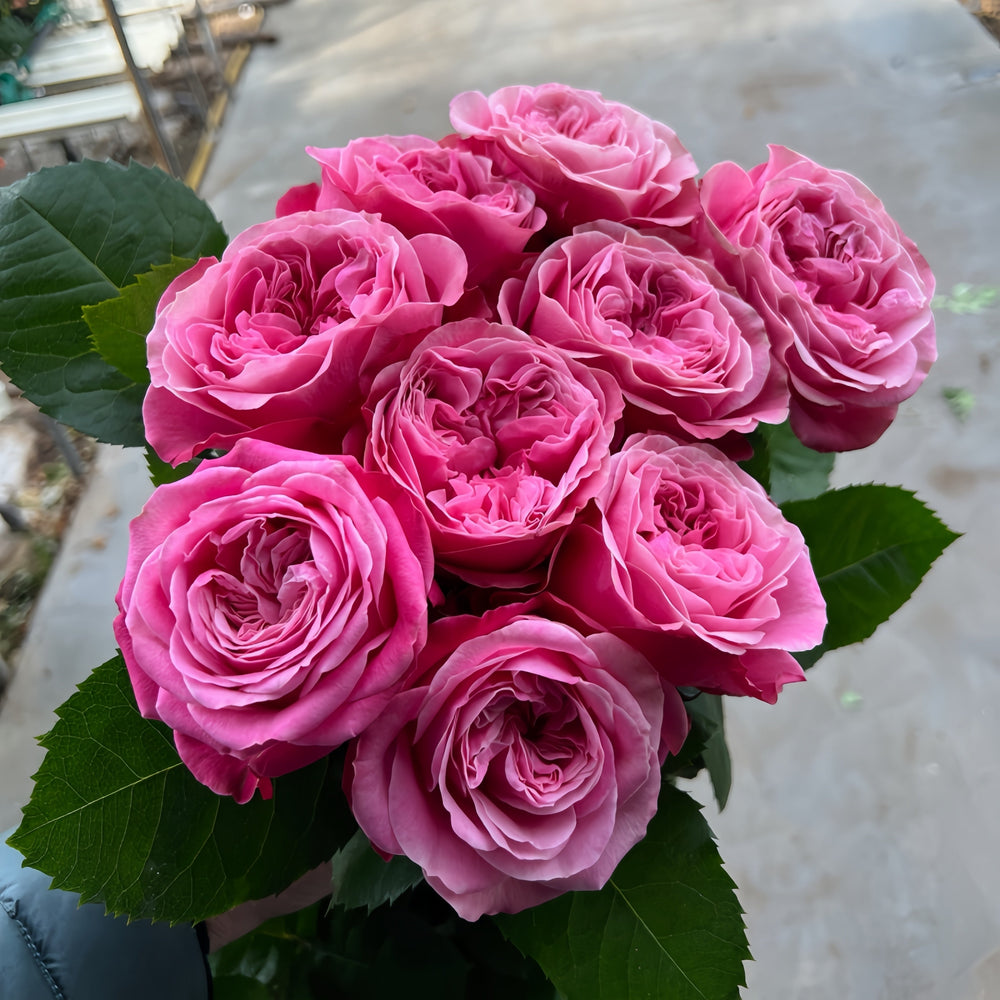 Villa Muze Rose