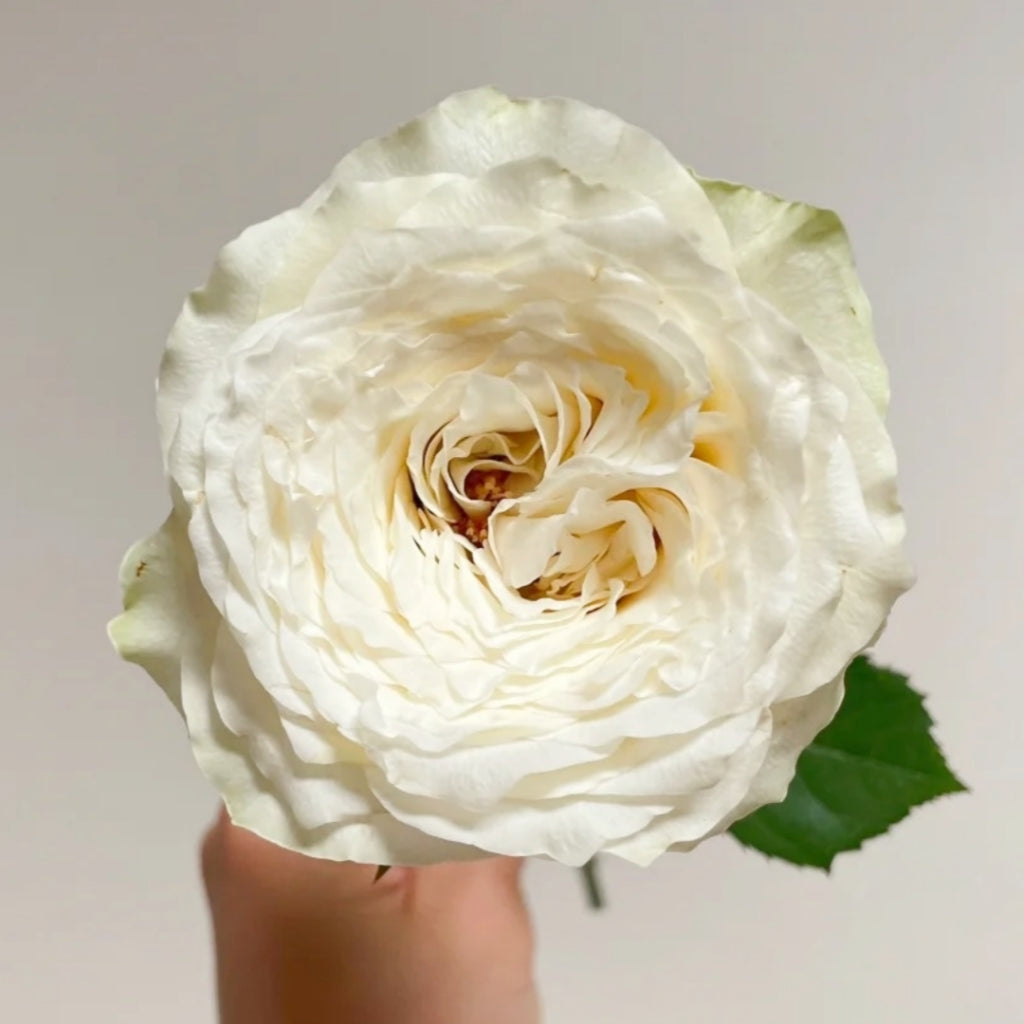 Waves Rose