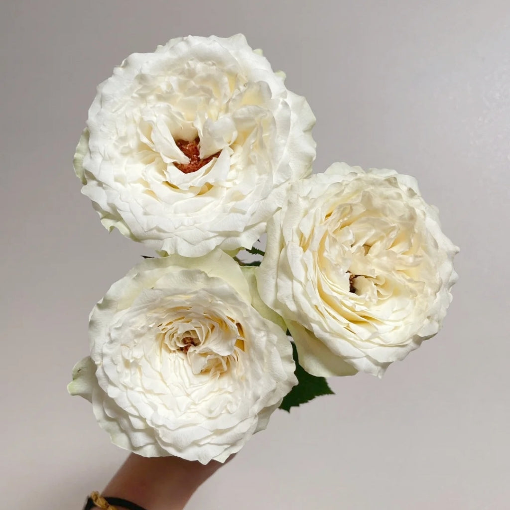Waves Rose