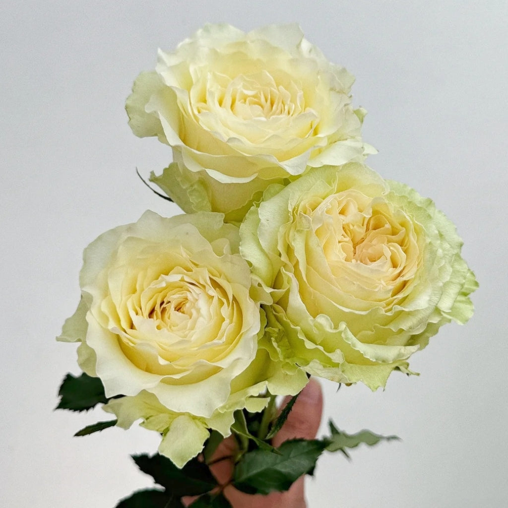 Waves Rose