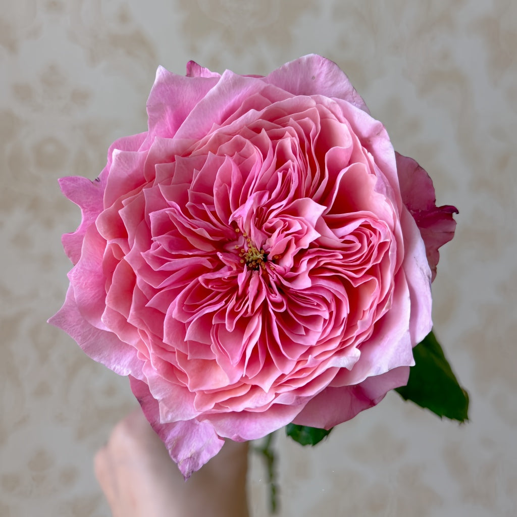 Wei Zifu Rose