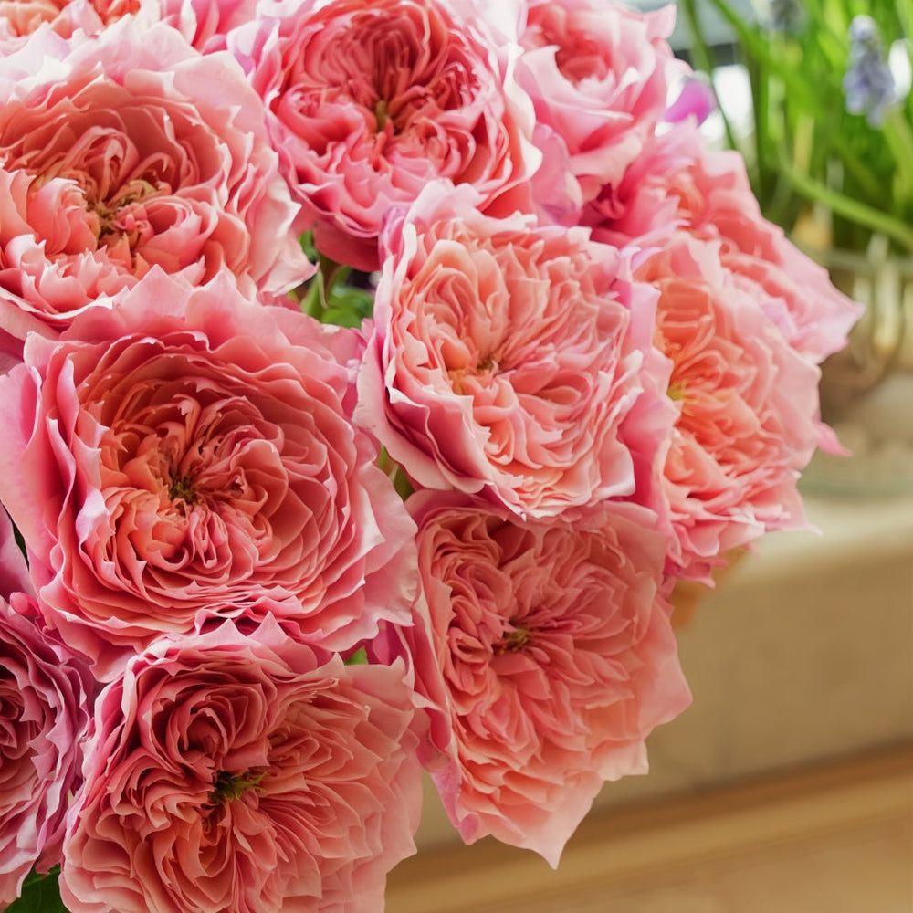 Wei Zifu Rose