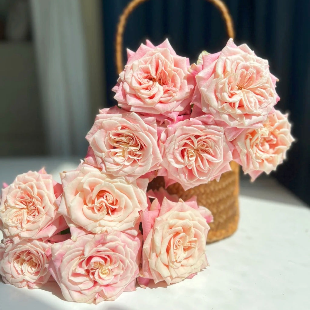 Wild Crown Rose