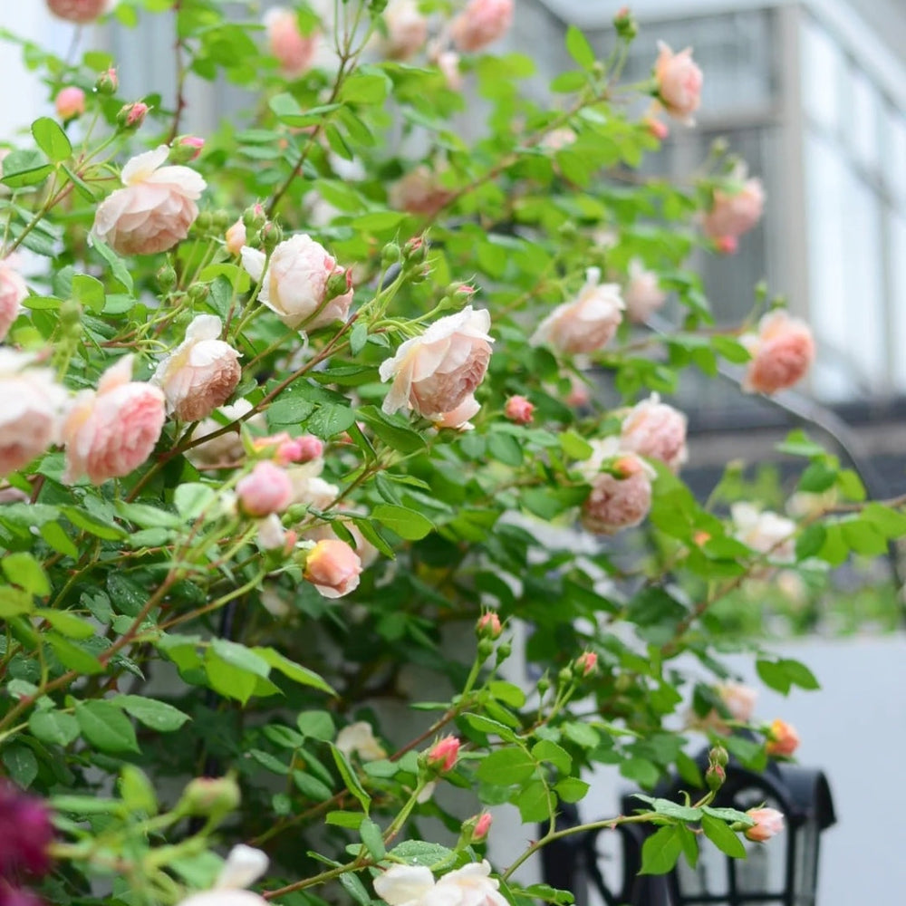 William Morris Rose