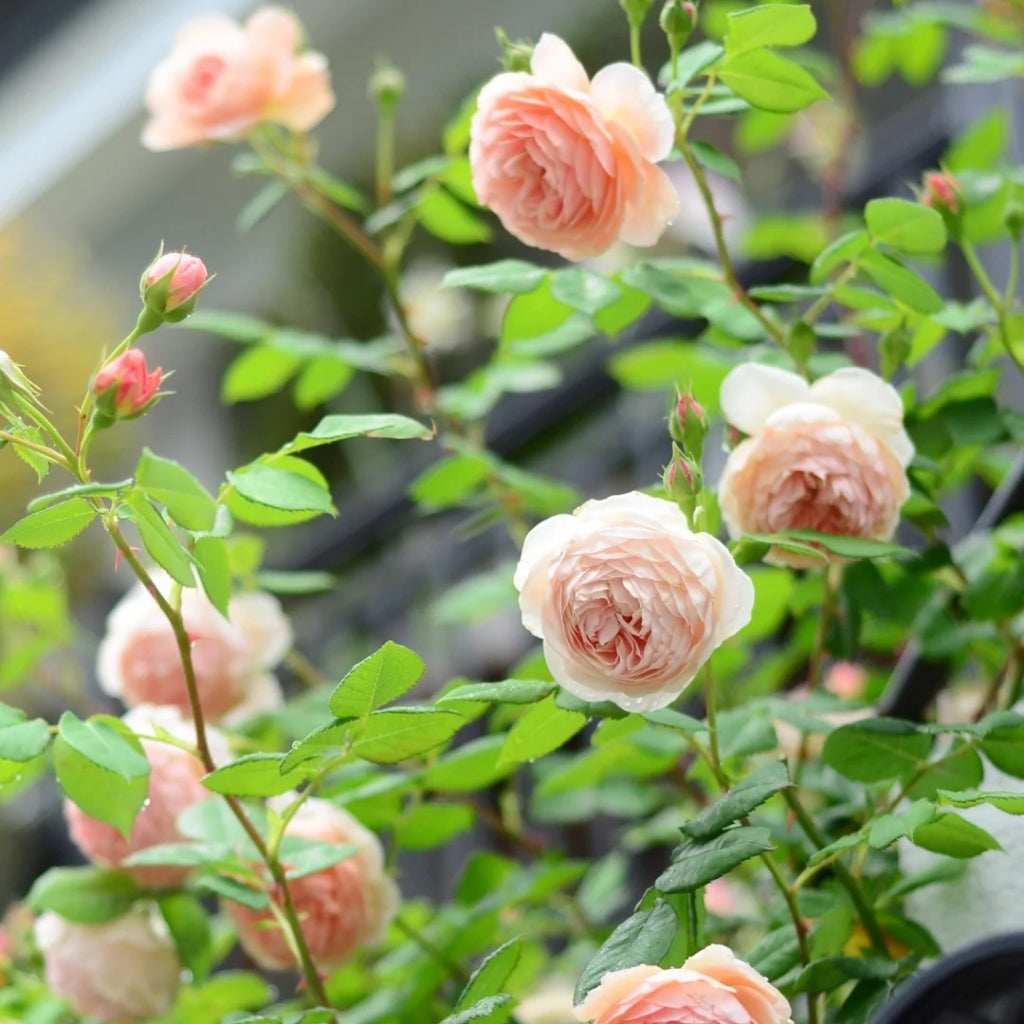 William Morris Rose