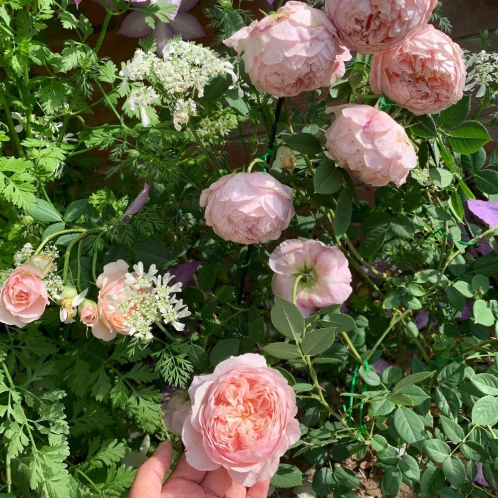 William Morris Rose