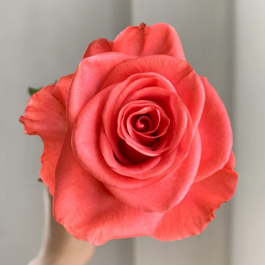 Wow! Rose