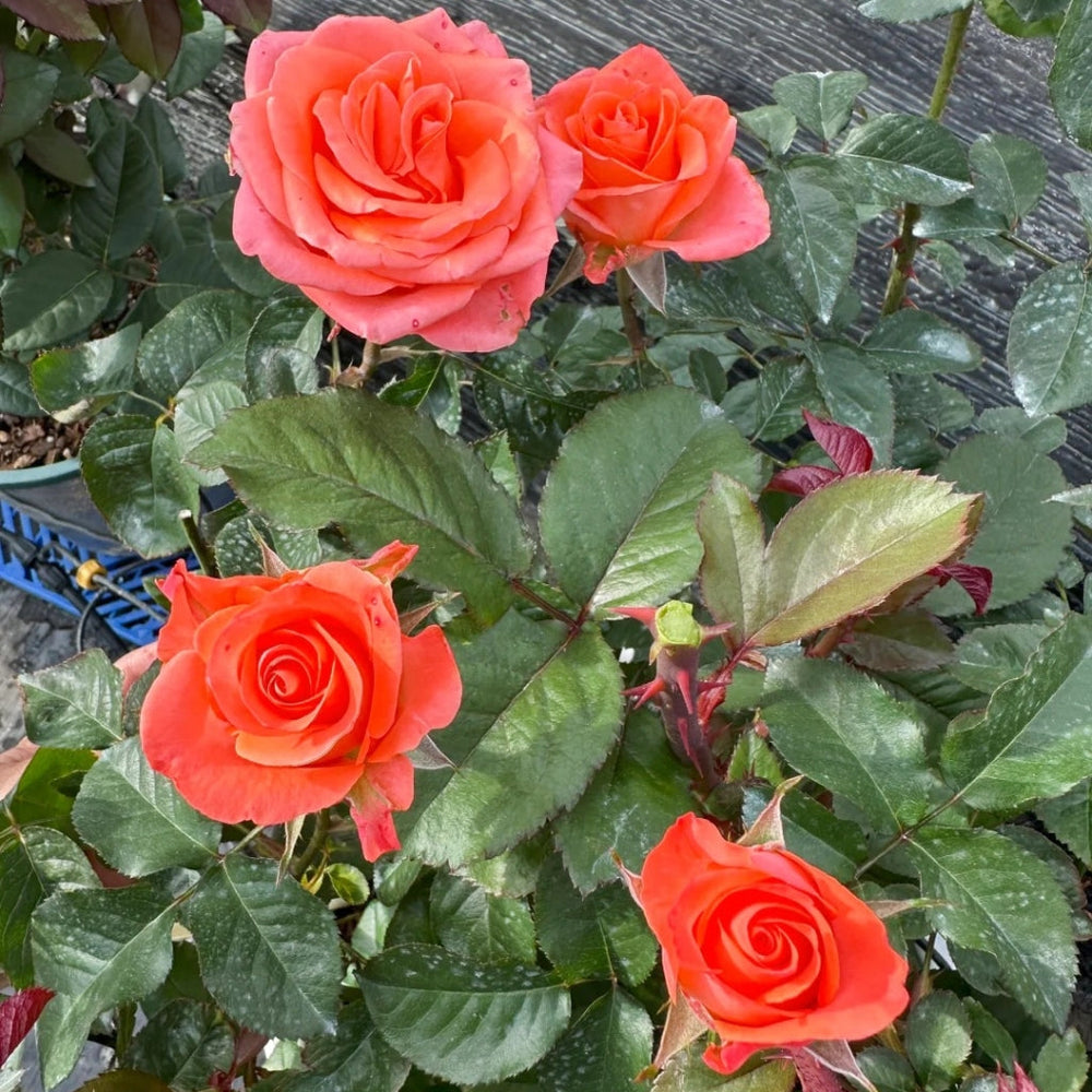 Wow! Rose