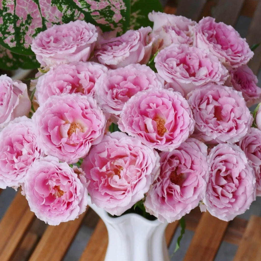 Xiyao Rose