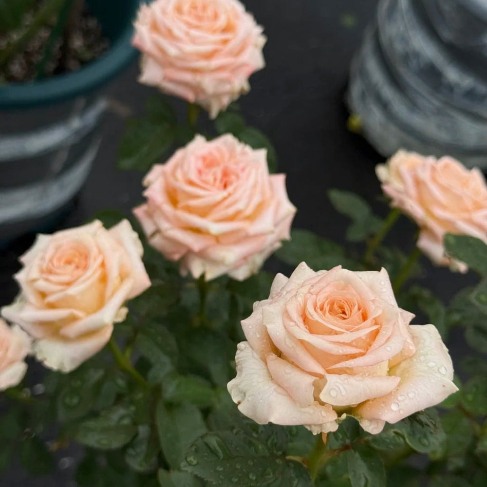 Yanluo Rose