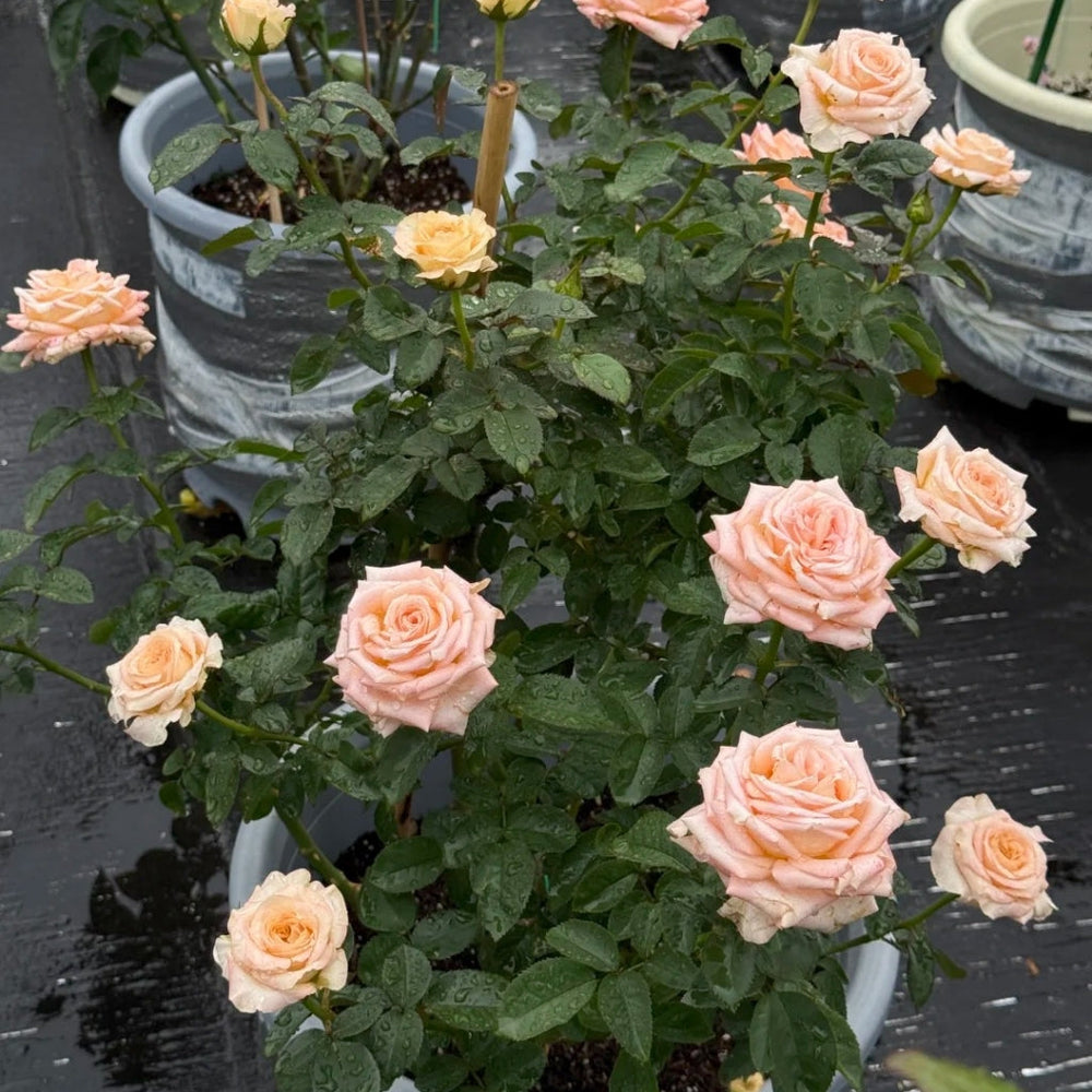 Yanluo Rose