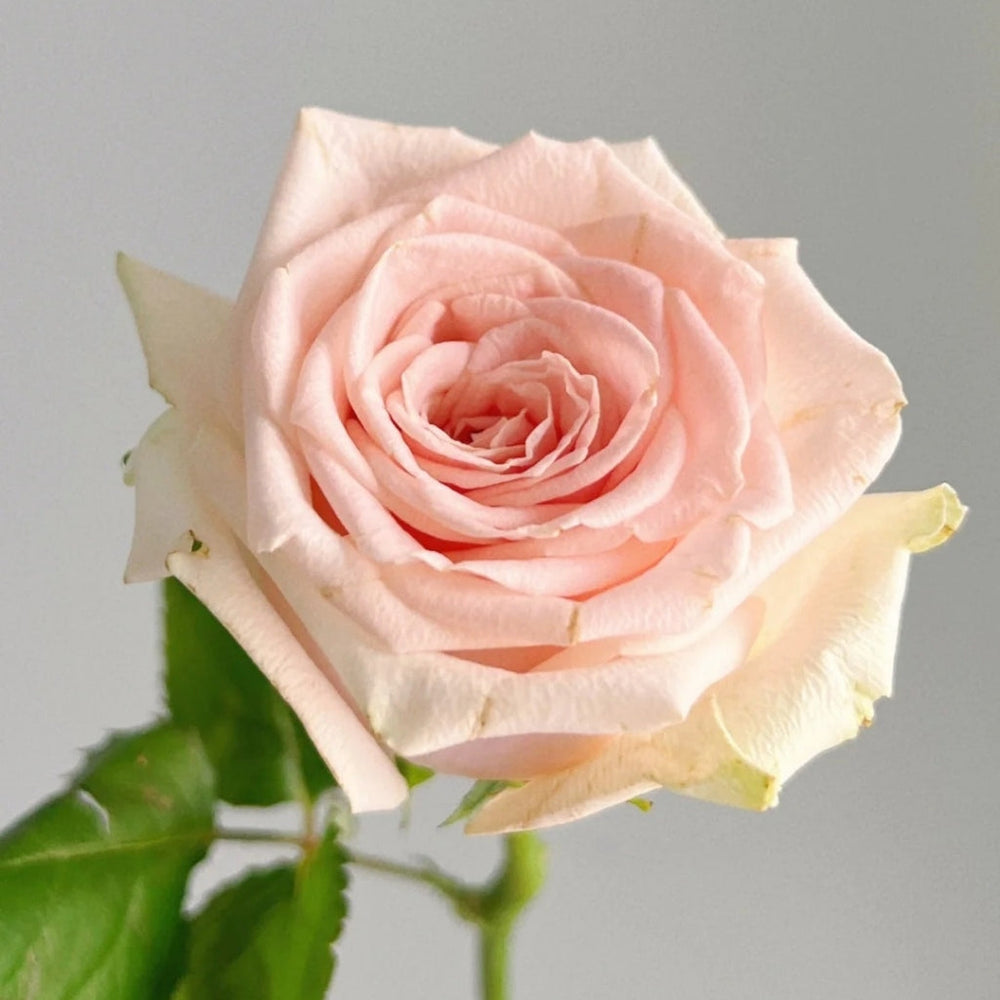 Yanyu Haitang Rose