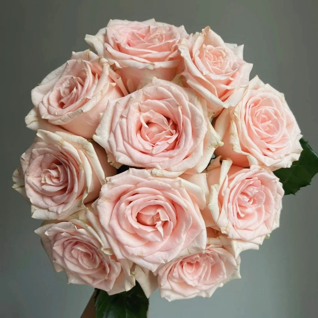 Yanyu Haitang Rose