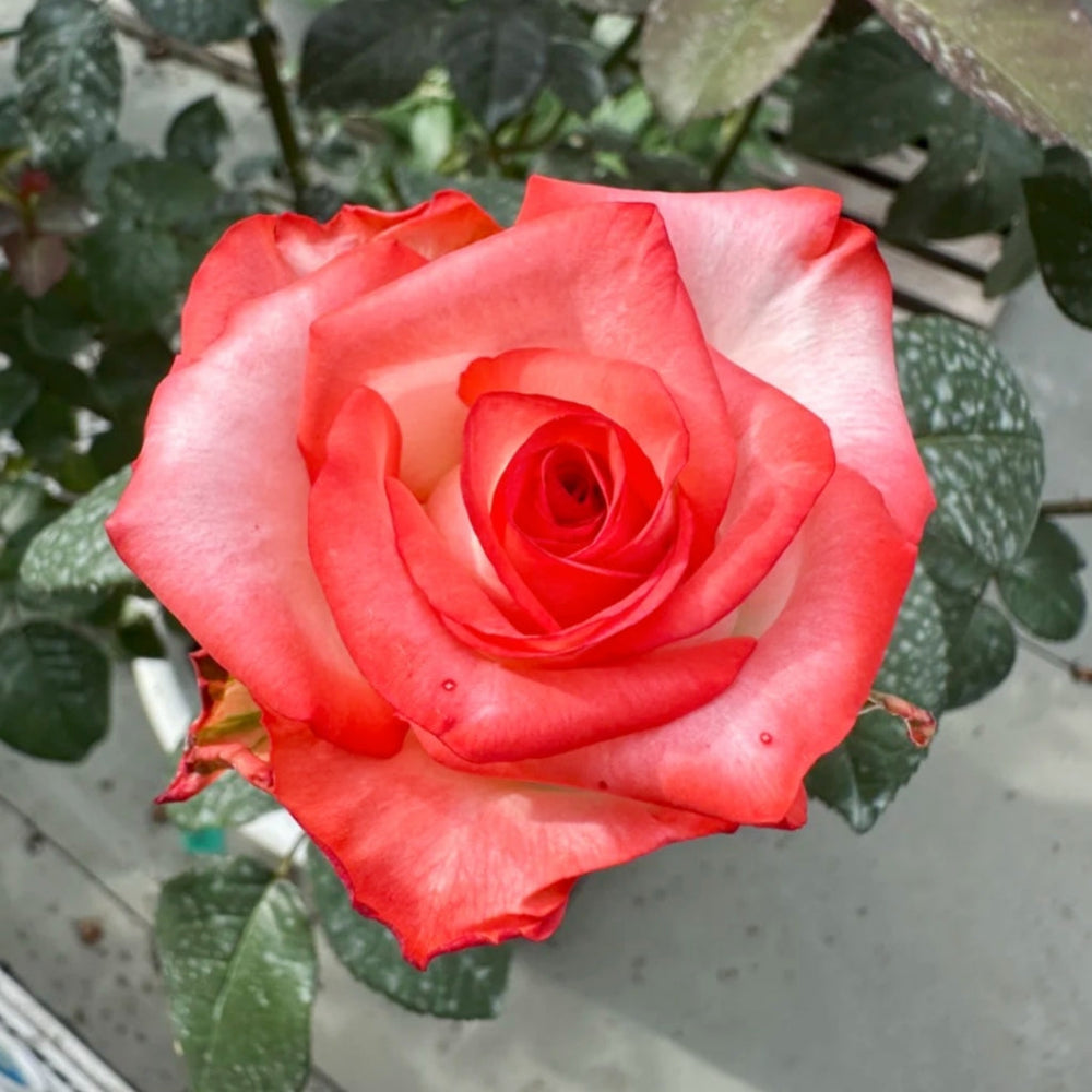 Yashika Rose