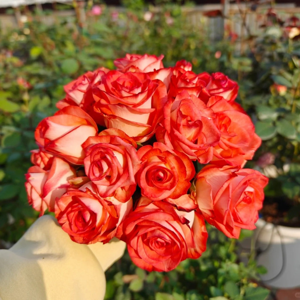 Yashika Rose