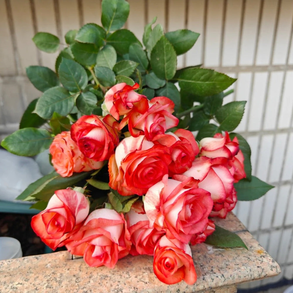 Yashika Rose