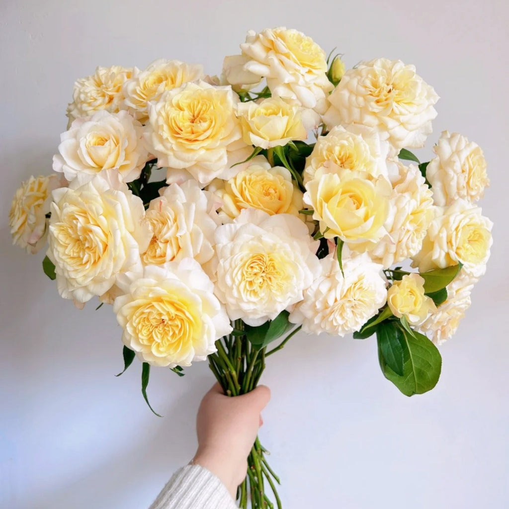 Yellow Mikoto Rose