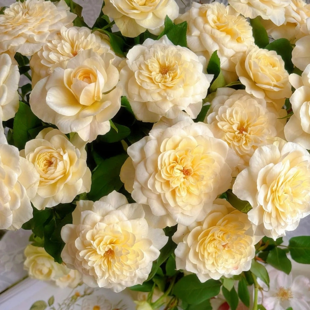 Yellow Mikoto Rose