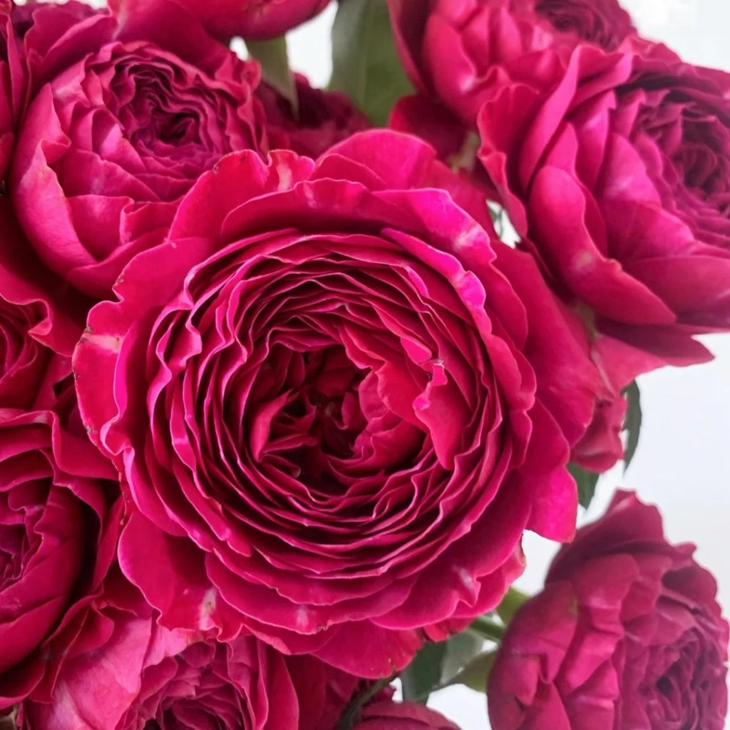 Yingchun Rose