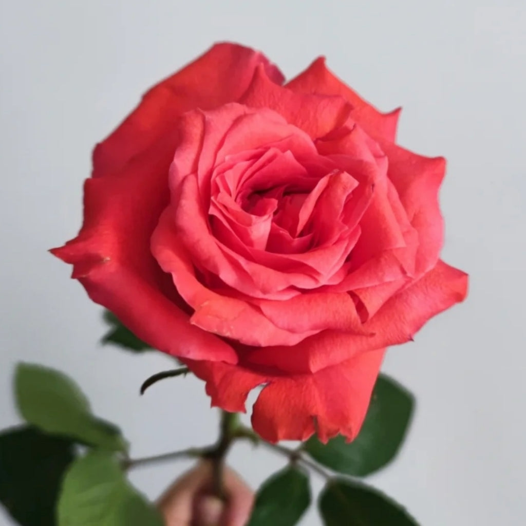 Yuhaitang Rose