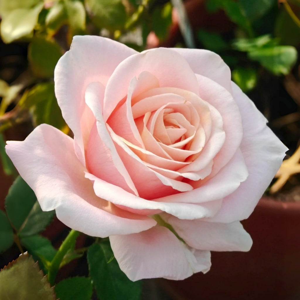 Yunjin Rose