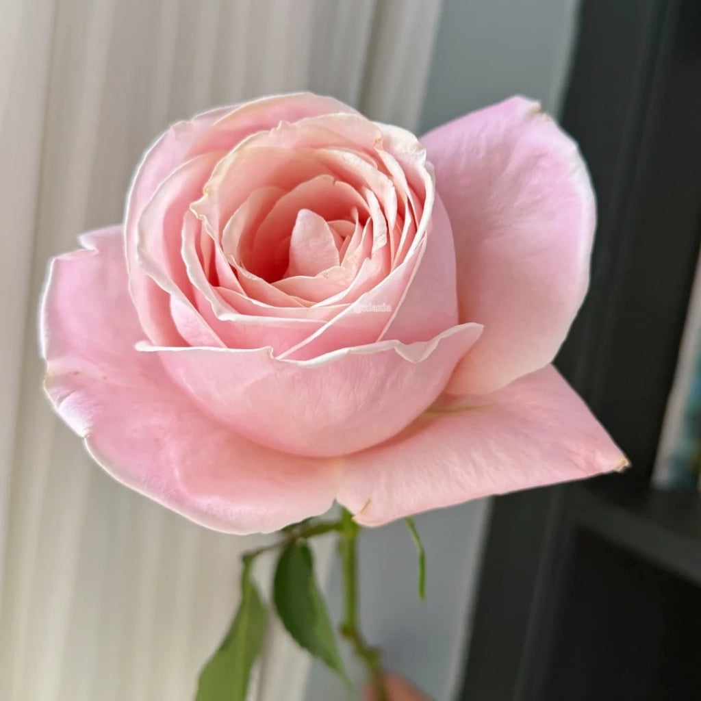 Yunjin Rose
